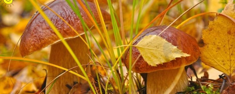 Новый аналитический метод обеспечивает первый шаг к ранней диагностике метастазов