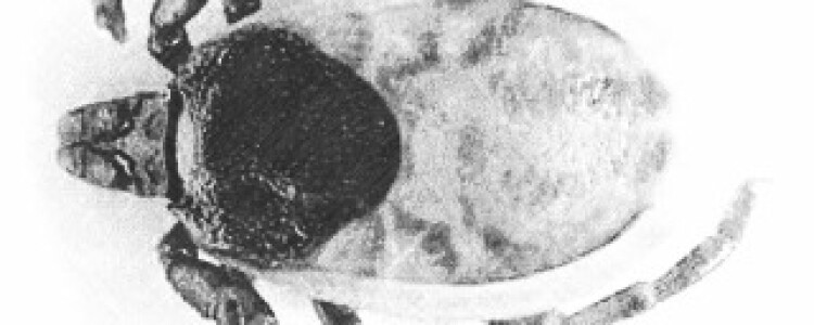 Кариес — это