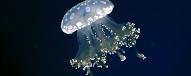 Новый калькулятор сердечно-сосудистых заболеваний может спасти жизни, выявляя пациентов с высоким риском, упущенных текущими инструментами