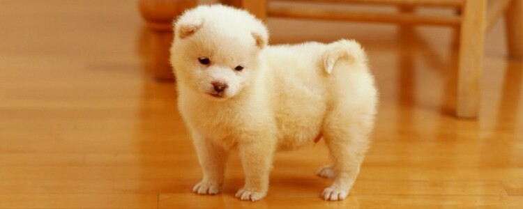 Нейронная цепь проливает свет на биологическую основу любопытства