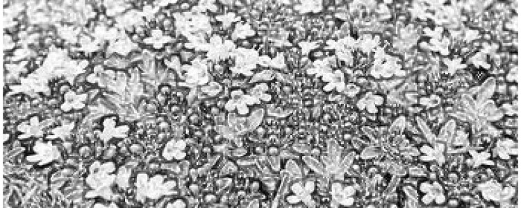 Наведение мостов: ферменты PARP объединяют разрушенную ДНК