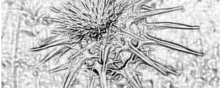 Фруктоза может вызвать сахарный диабет 2 типа?