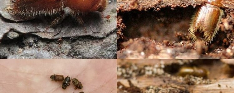 Исследование показало, что повторное тестирование на преэклампсию не дает лучших результатов для беременных женщин