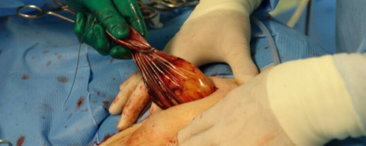 Уроки того, как летучие мыши противостоят COVID, могут дать информацию о новых методах лечения людей