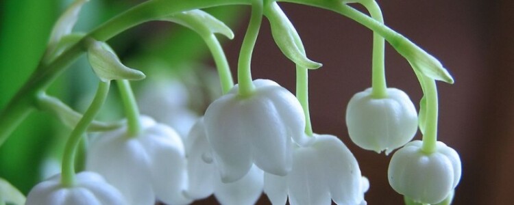 Варианты вируса гриппа, устойчивые к новому противовирусному препарату-кандидату, теряют патогенность, показало исследование