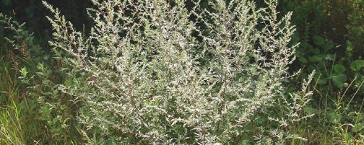 Преимущества игольчатого RF-лифтинга: инновации в мире омоложения