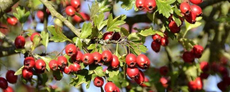 Изучение взаимосвязи между производственным шумом и сердечными заболеваниями