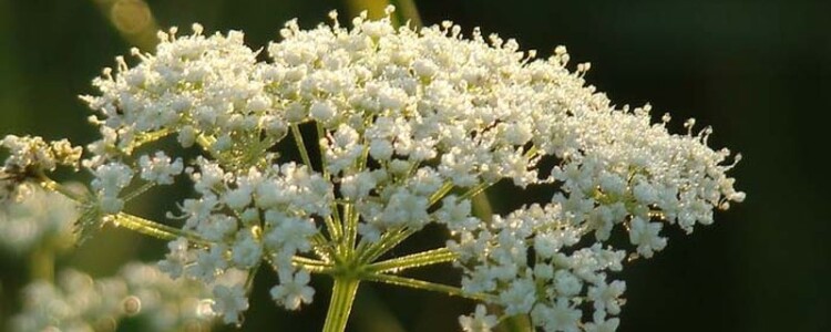 Navigator 700 от Stels: Ваш Путь к Миру Приключений