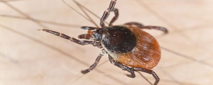 Вопросы доктору