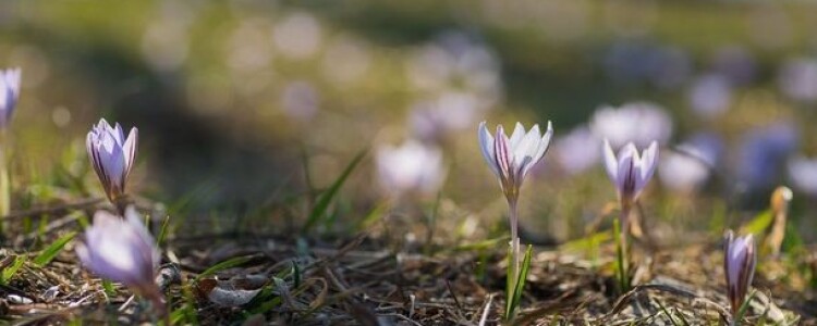 Стенокардия и инфаркт миокарда