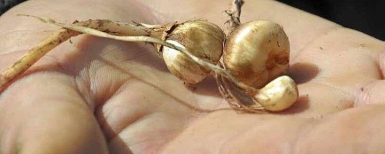 Исследователи определяют ключевую роль иммунных клеток в развитии инфекции головного мозга.