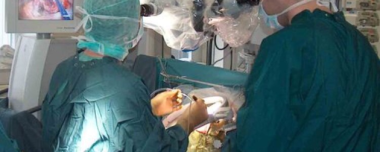 Исследовательская группа создает новые векторы вируса бешенства для картирования нейронных цепей