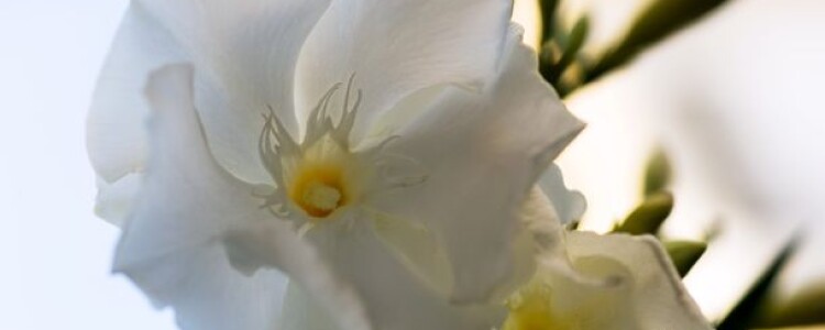 Ультрасовременный гриль: Мангал пистолет — новое слово в кулинарии