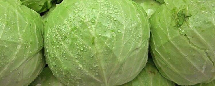 Новый тип стволовых клеток потенциально способен к регенерации коленного хряща у мышей с артритом