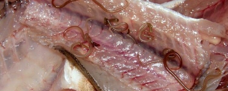 Новое исследование определяет вероятную причину болезни Альцгеймера