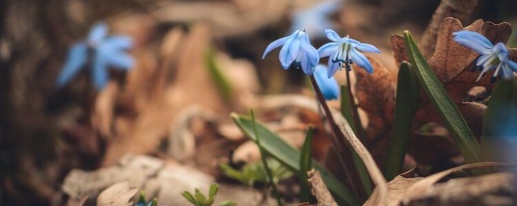 Алгоритм искусственного интеллекта, разработанный для оценки метастатического потенциала при раке кожи