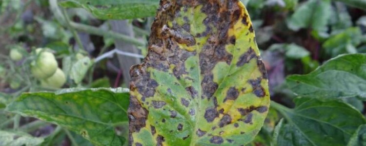 Новое исследование предполагает, что слепота из-за некоторых наследственных заболеваний глаз может быть вызвана кишечными бактериями