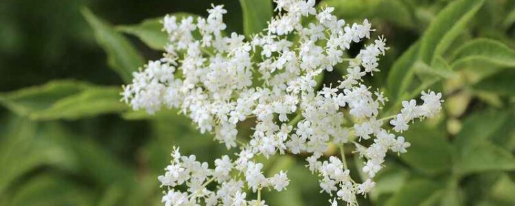 Самый быстрый метод секвенирования ДНК помогает недиагностированным пациентам находить ответы всего за несколько часов