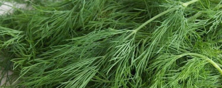 Преимущества москитных сеток: защита, комфорт и здоровье