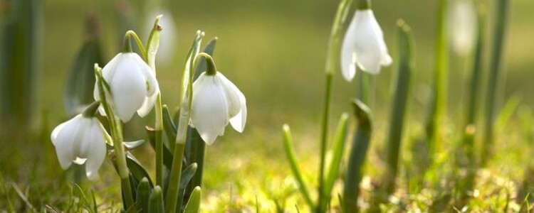 Интересные факты о грузинском шашлыке