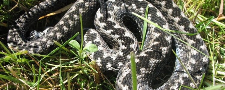 Как эмоции влияют на запоминание слов у людей с афазией