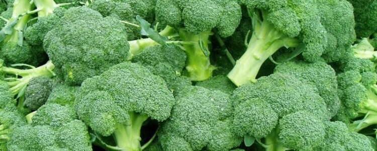 Какие курсы посещать во время беременности: роды, грудное вскармливание и уход за новорожденным