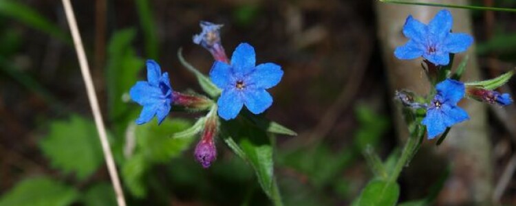 Отзыв о Людмиле Фирмаль