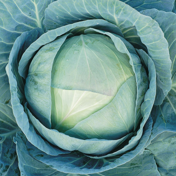 Агрессор F1 / Agressor F1